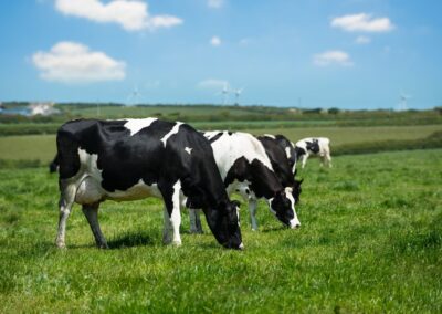 Greenwashing and Accountability in the U.S. Meat Industry